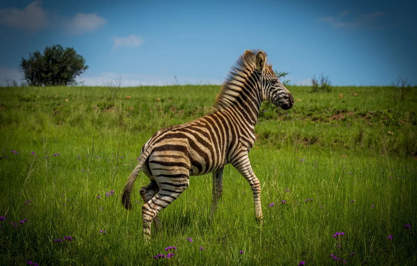 Photo wallpaper field, the sky, grass, flowers, nature, pose, blue, baby