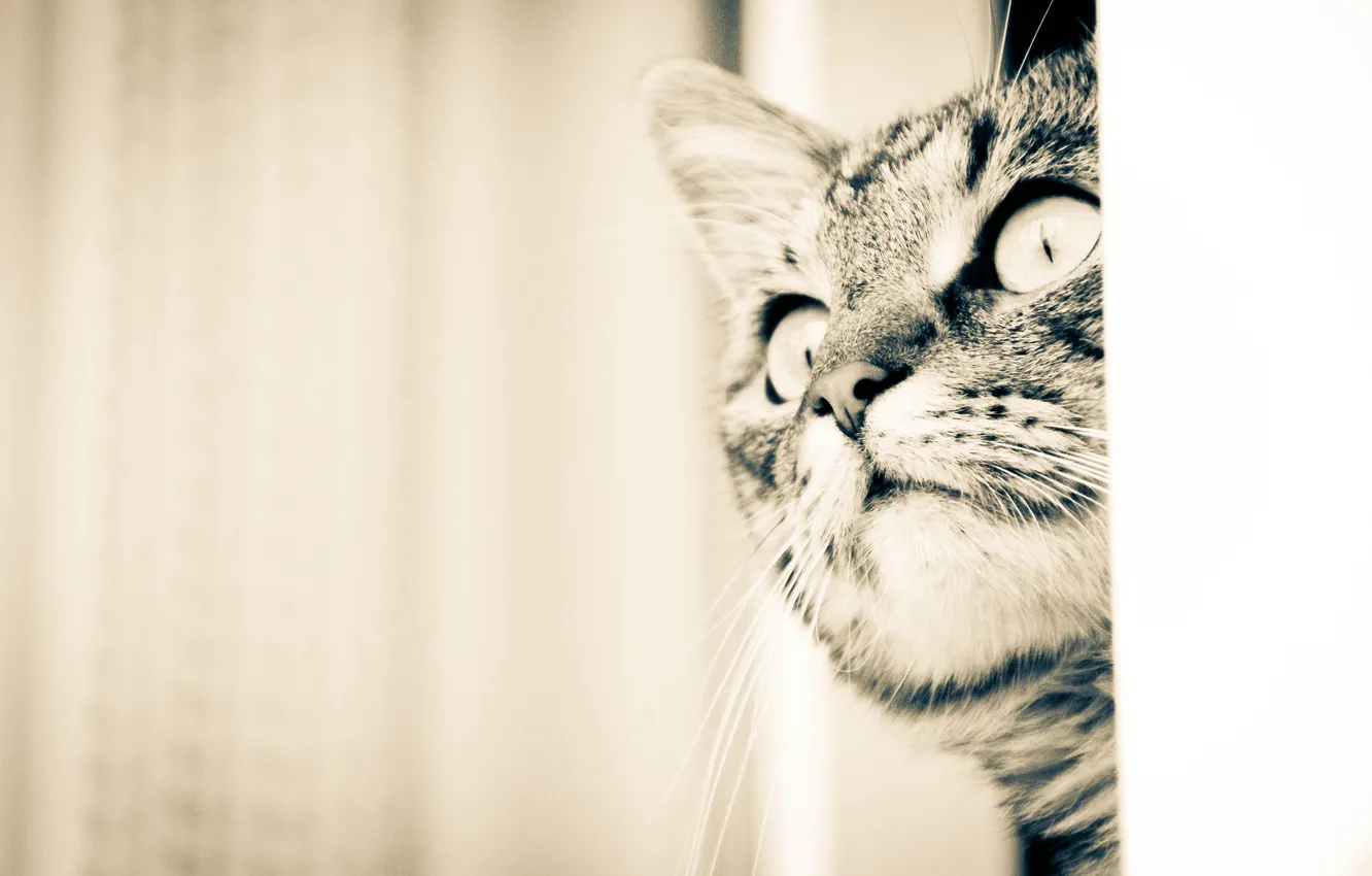 Photo wallpaper animals, cat, beautiful, home, favorite