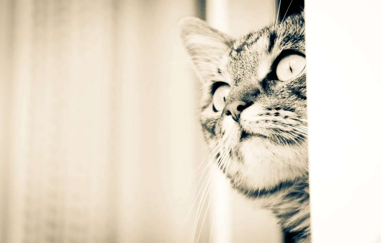 Photo wallpaper cat, animal, beautiful, home, favorite