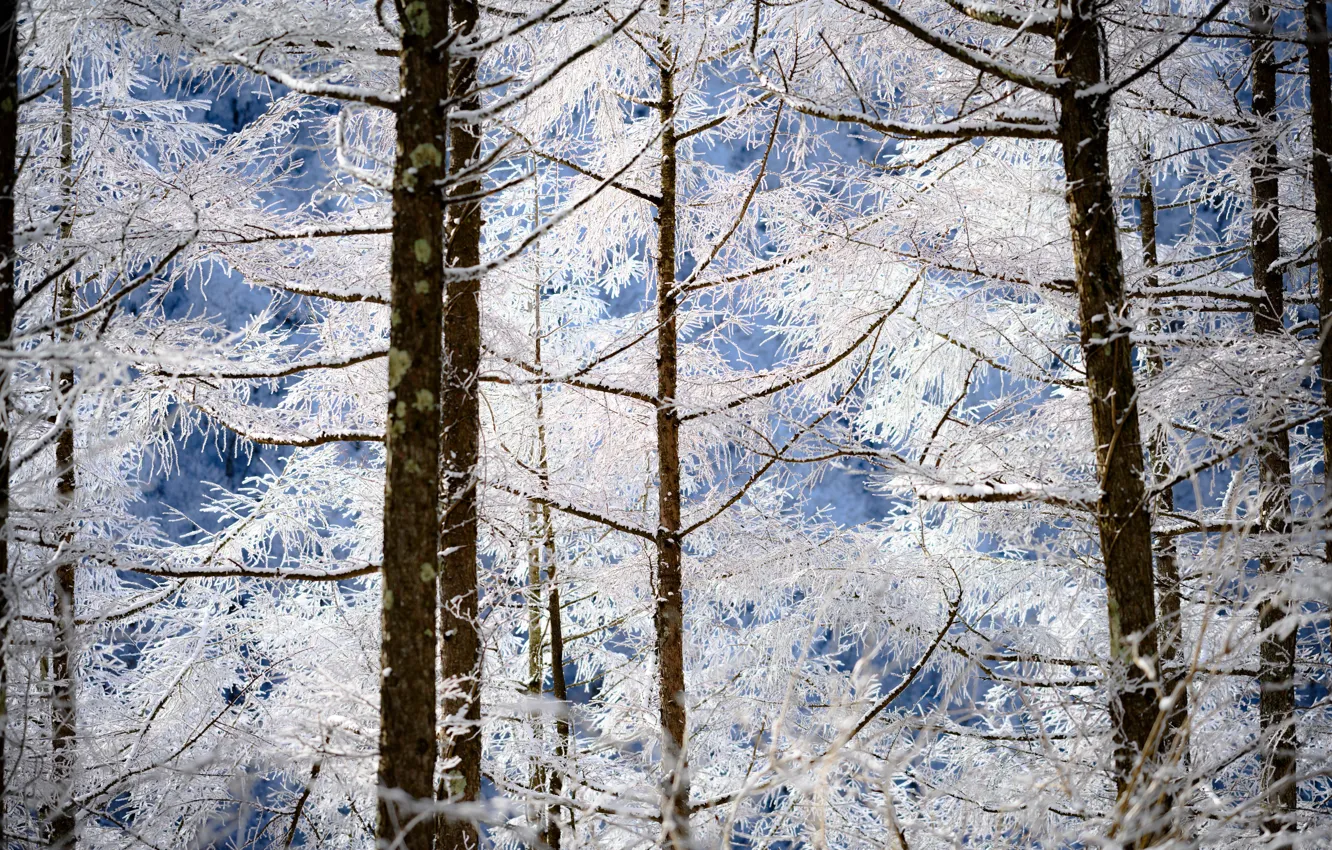 Photo wallpaper winter, frost, forest, snow, trees, branches, nature, frost