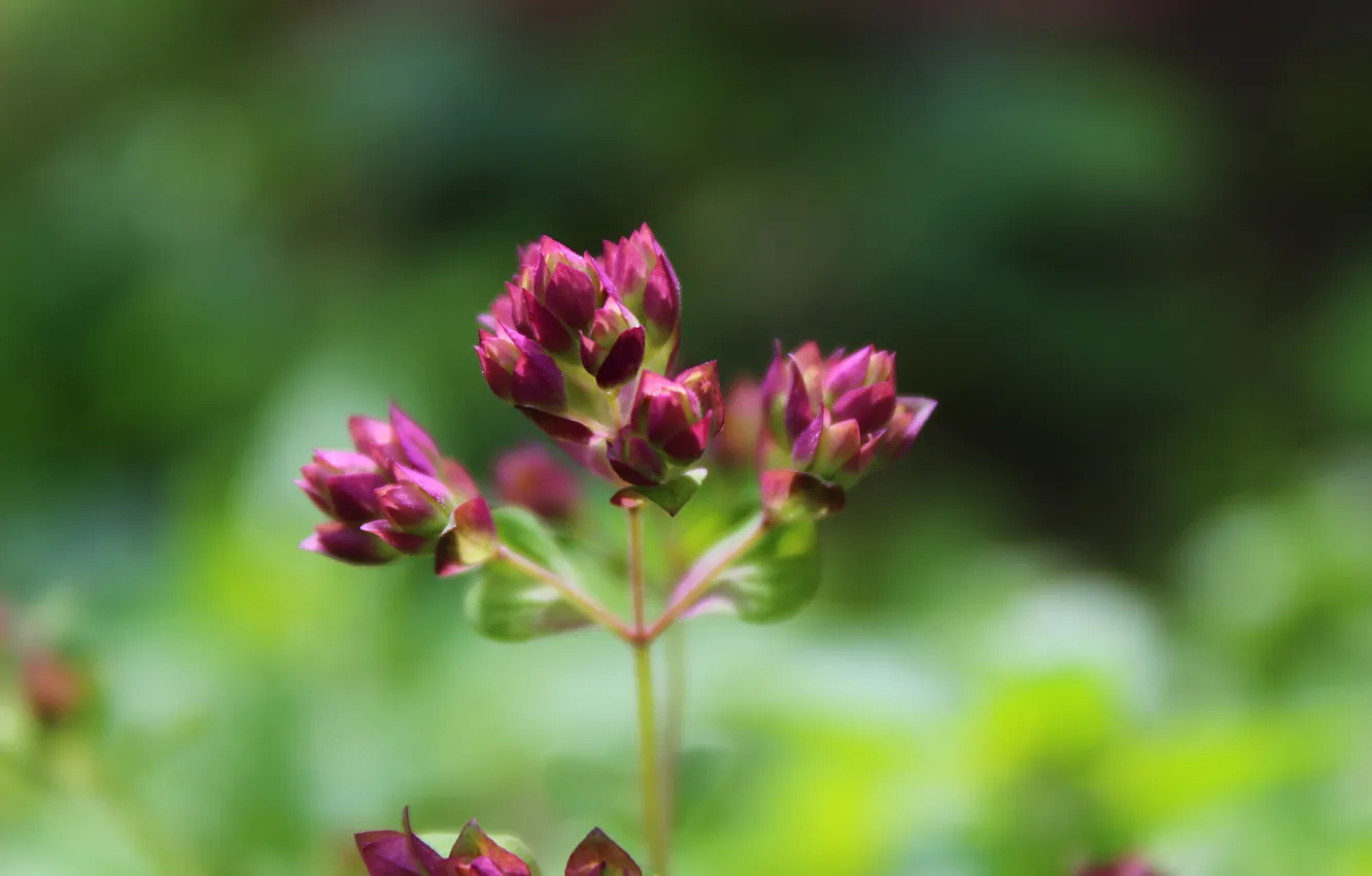 Photo wallpaper greens, macro, flowers, small, pink, flowers, raspberry
