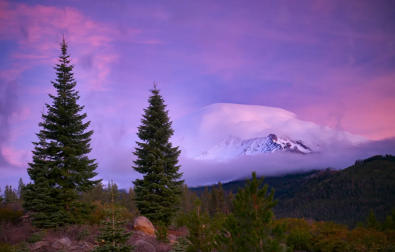 Photo wallpaper forest, mountains, fog