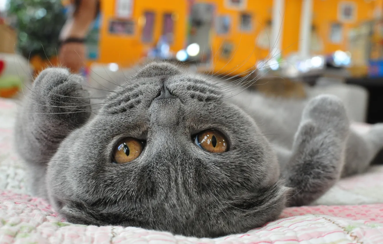 Photo wallpaper cat, animal, predator