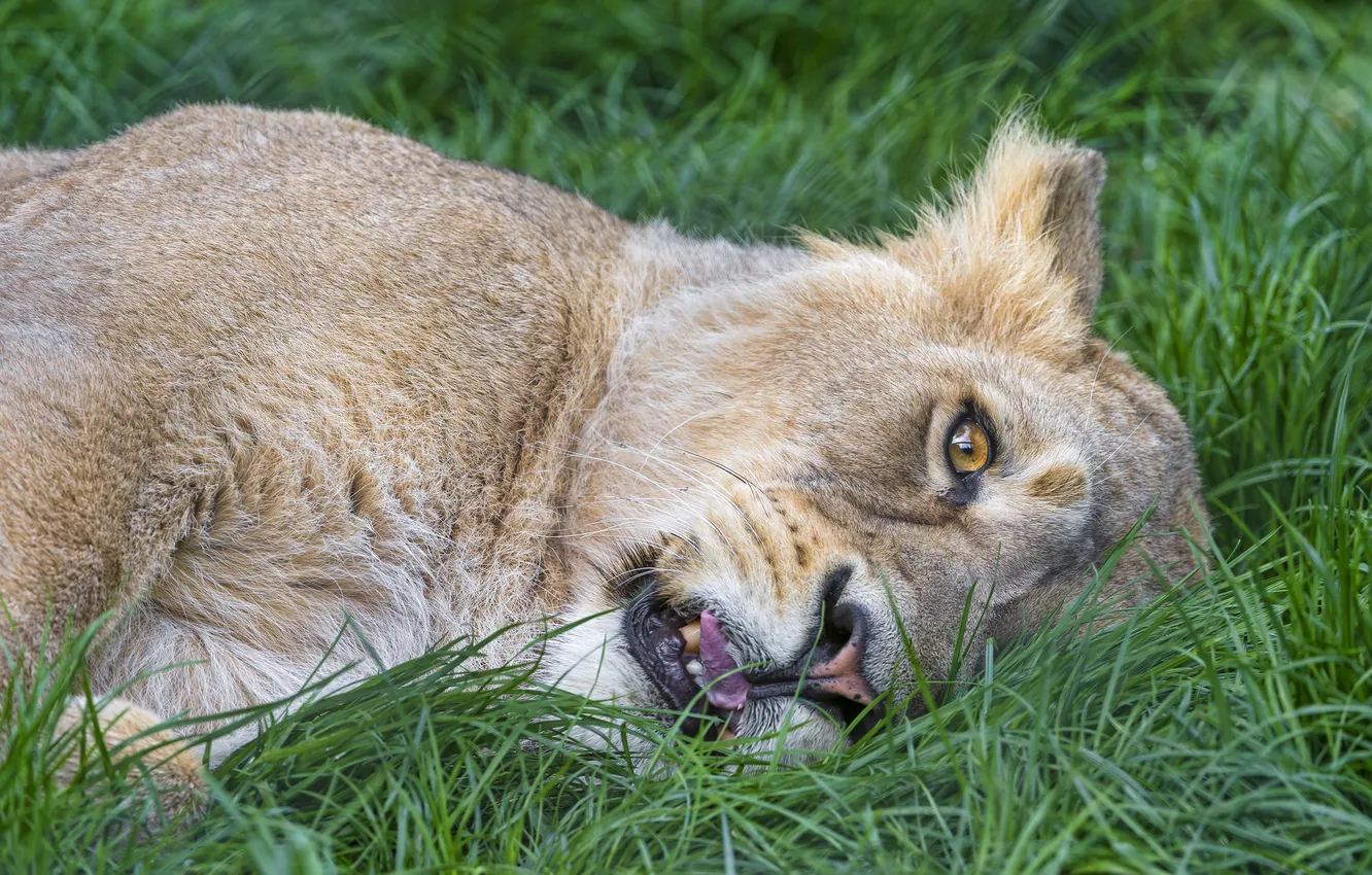 Photo wallpaper cat, grass, face, stay, lioness, ©Tambako The Jaguar