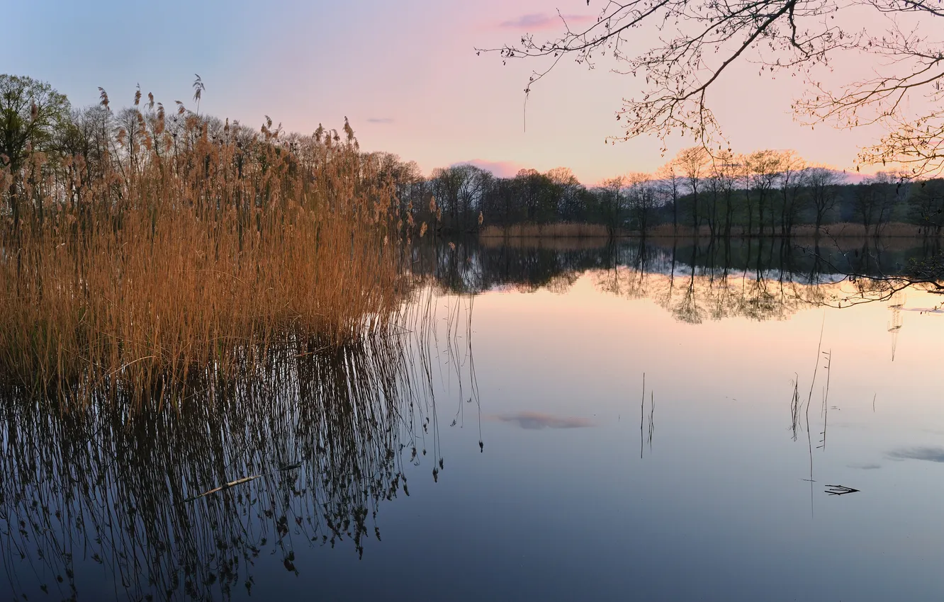 Photo wallpaper sunset, branches, lake, reed