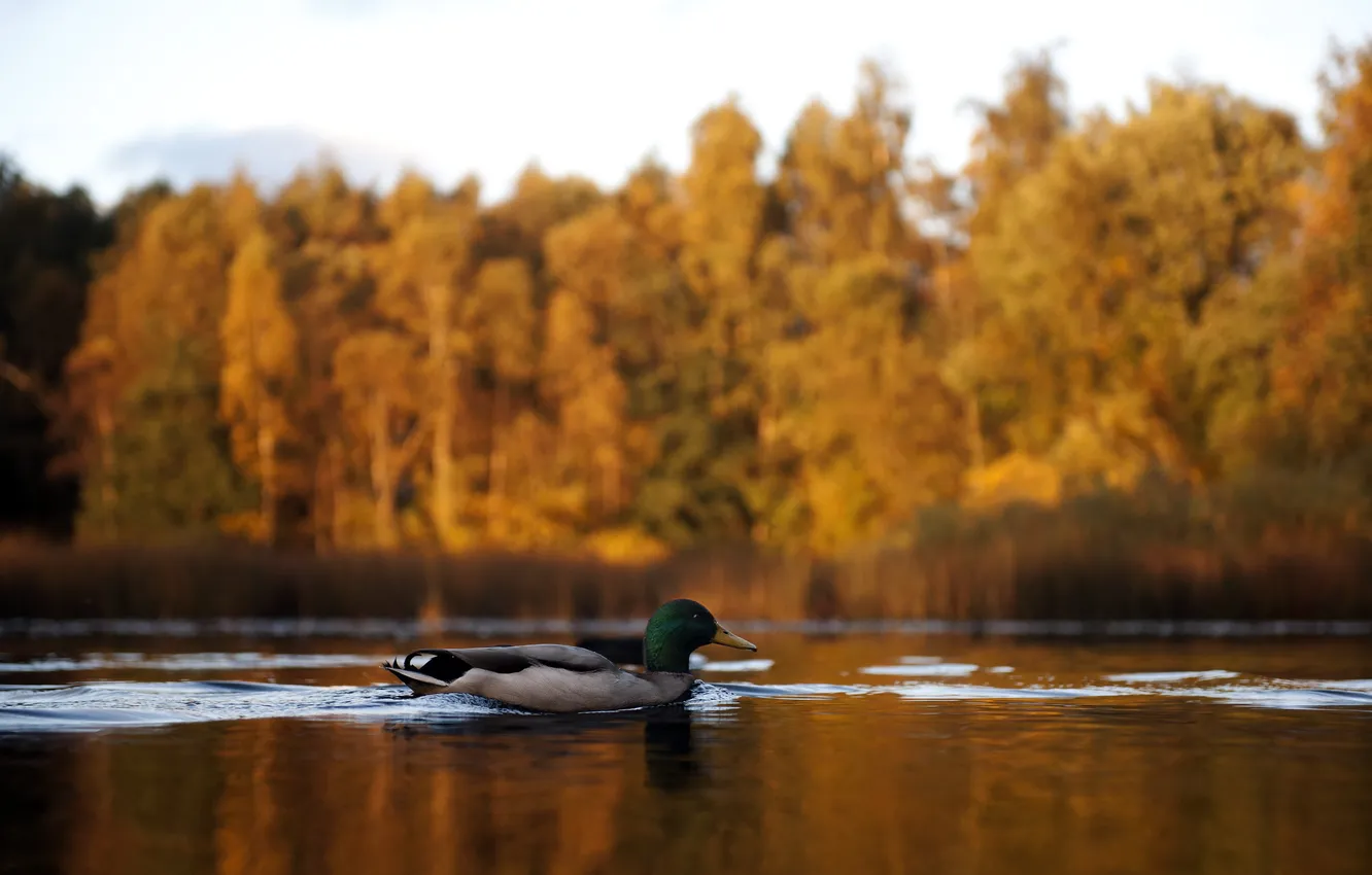 Photo wallpaper autumn, lake, duck