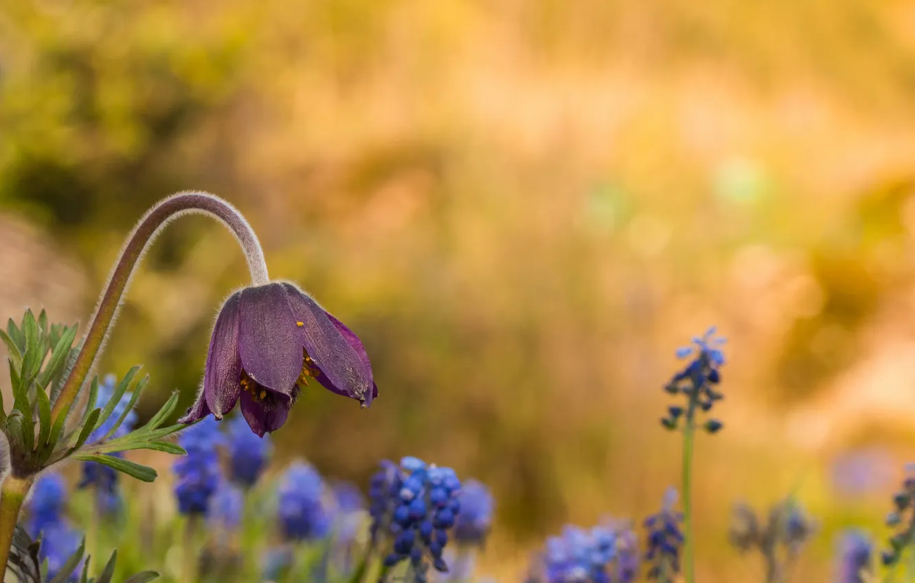 Photo wallpaper flowers, glare, spring