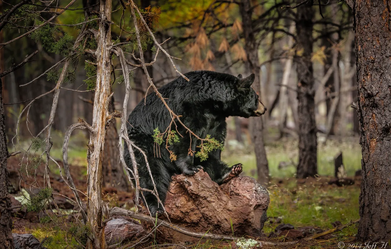 Photo wallpaper forest, bear, baribal, black bear
