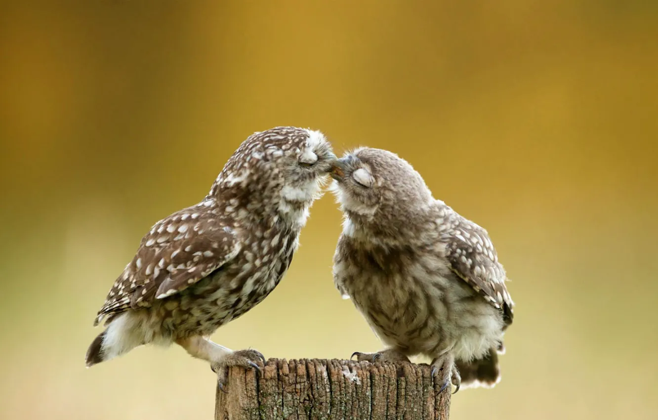 Photo wallpaper Burrowing Owl, kiss, cute, outdoors, birds, nature