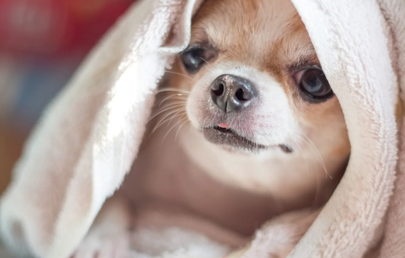 Photo wallpaper dog, towel, face, Chihuahua, doggie, dog