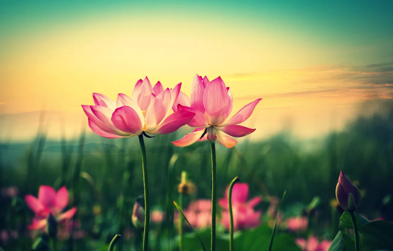 Photo wallpaper flowers, green, background, pink, widescreen, Wallpaper, blur, petals