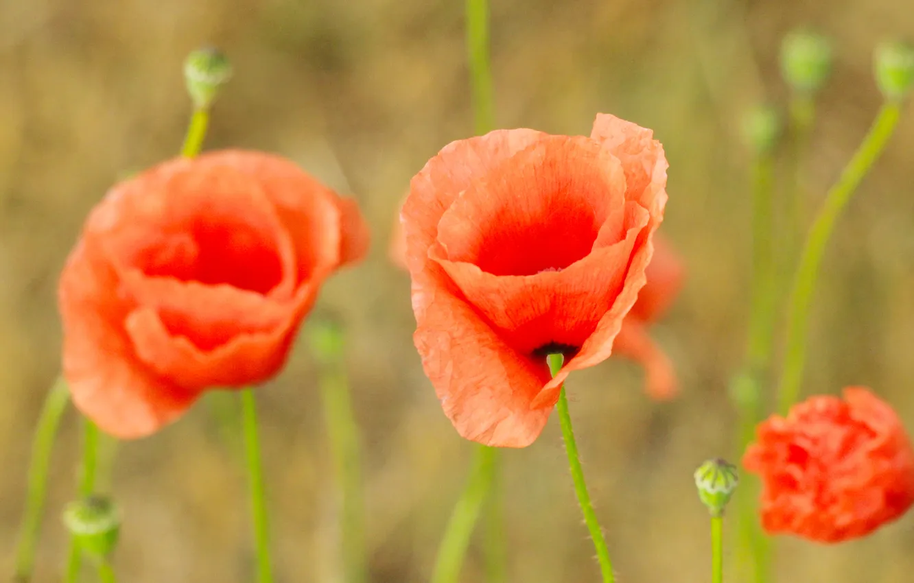 Photo wallpaper red, flower, poppy