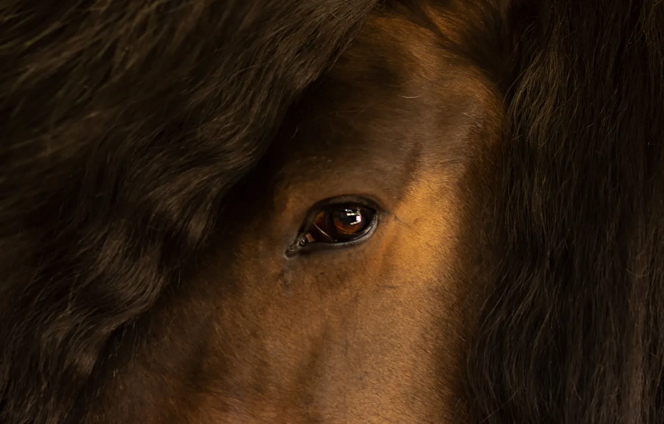 Photo wallpaper eyes, look, face, horse, horse, portrait, hairstyle, mane
