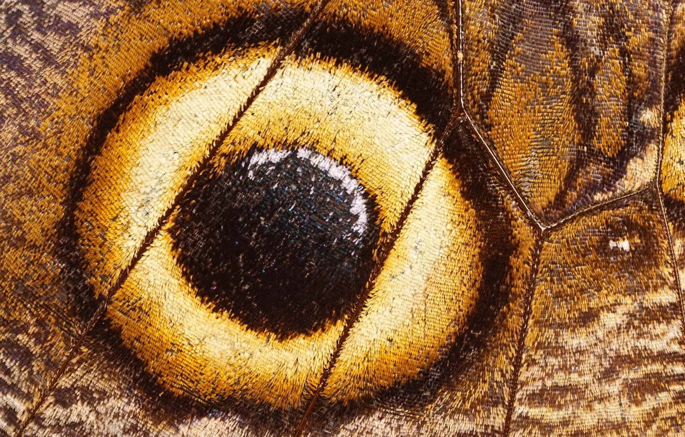 Photo wallpaper butterfly, wing, veins, scales, peacock