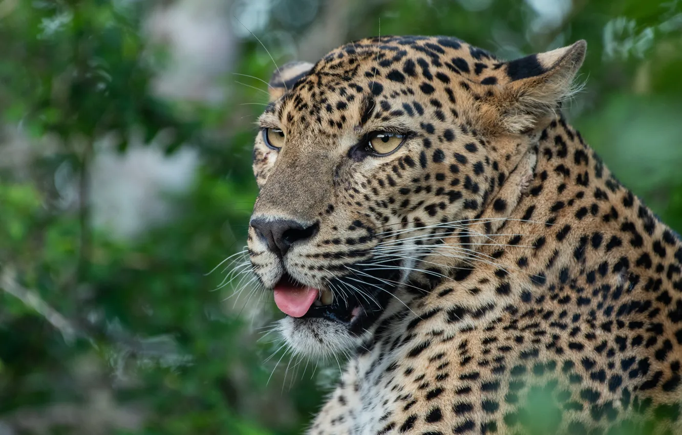 Photo wallpaper language, face, leaves, portrait, leopard