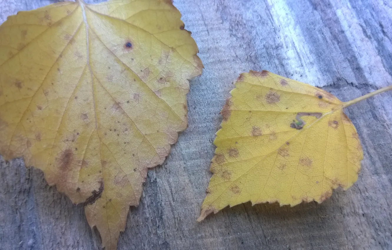 Photo wallpaper autumn, Leaves, macro shooting
