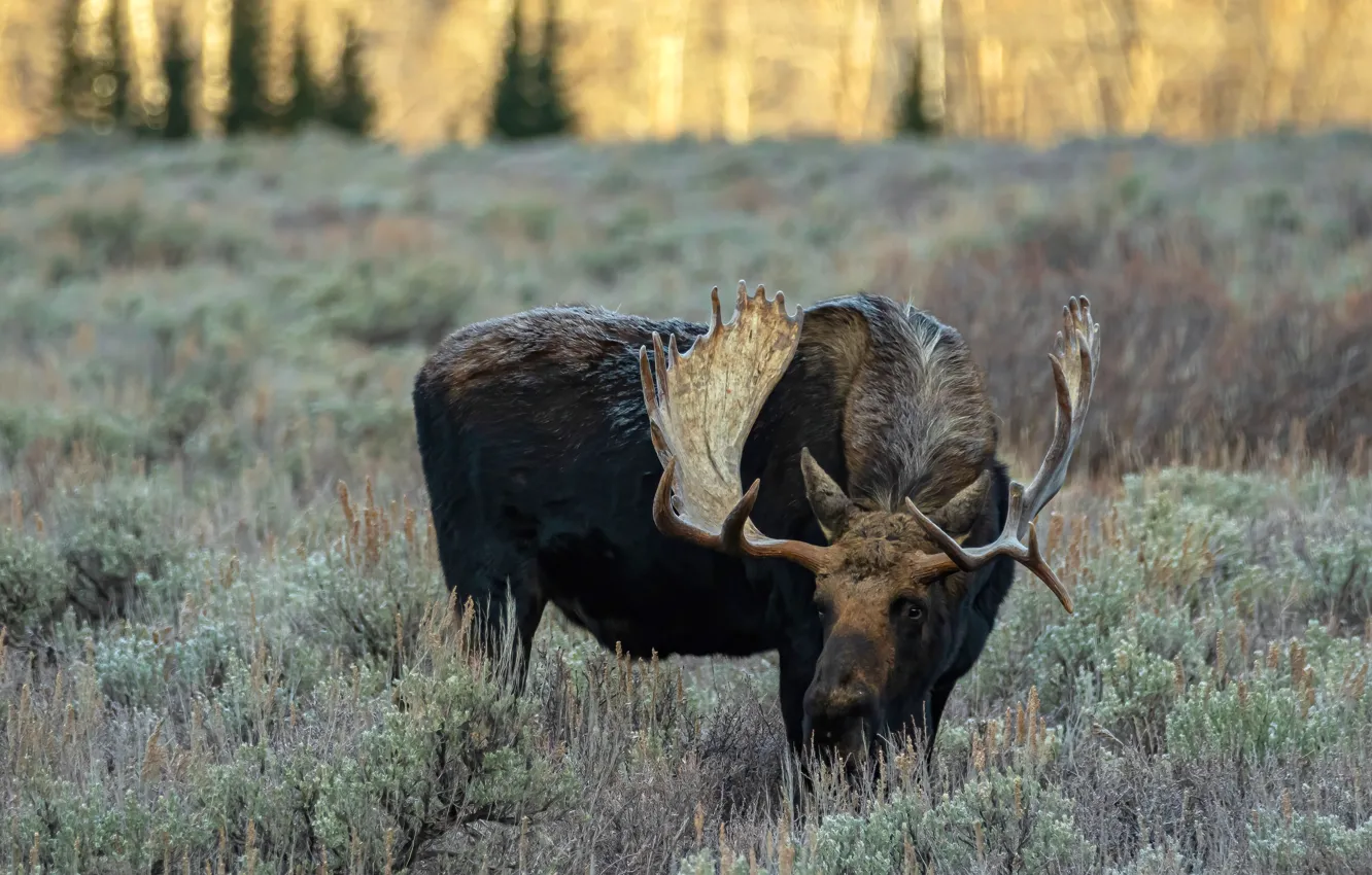 Photo wallpaper pose, glade, moose