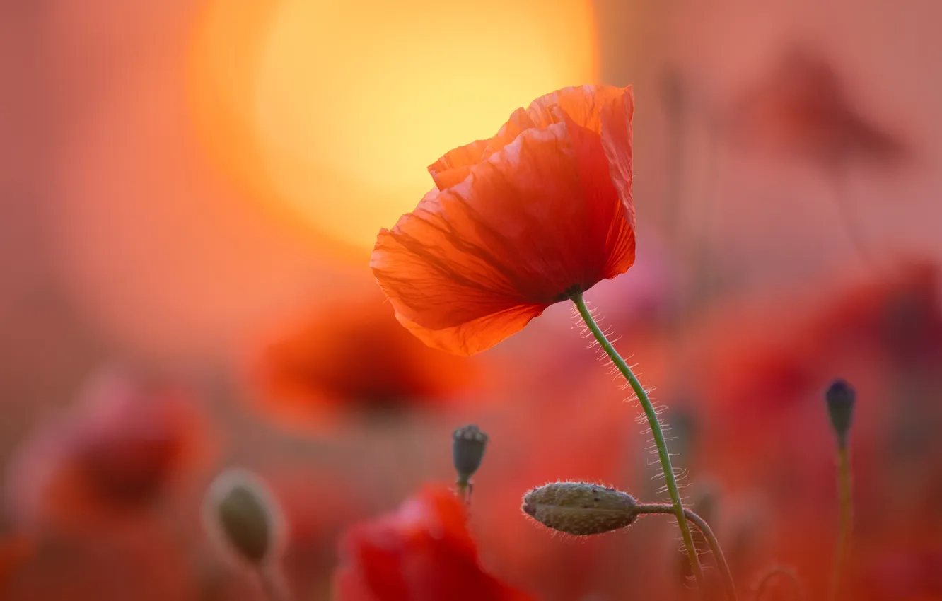 Photo wallpaper the sun, red, Maki, buds