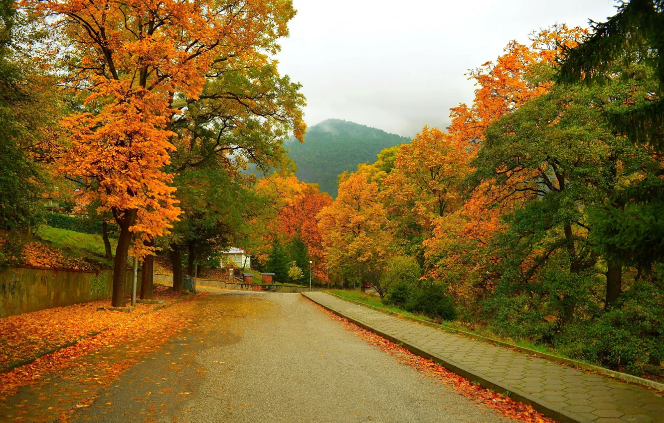 Photo wallpaper Road, Autumn, Trees, Mountain, Street, Fall, Foliage, Mountain