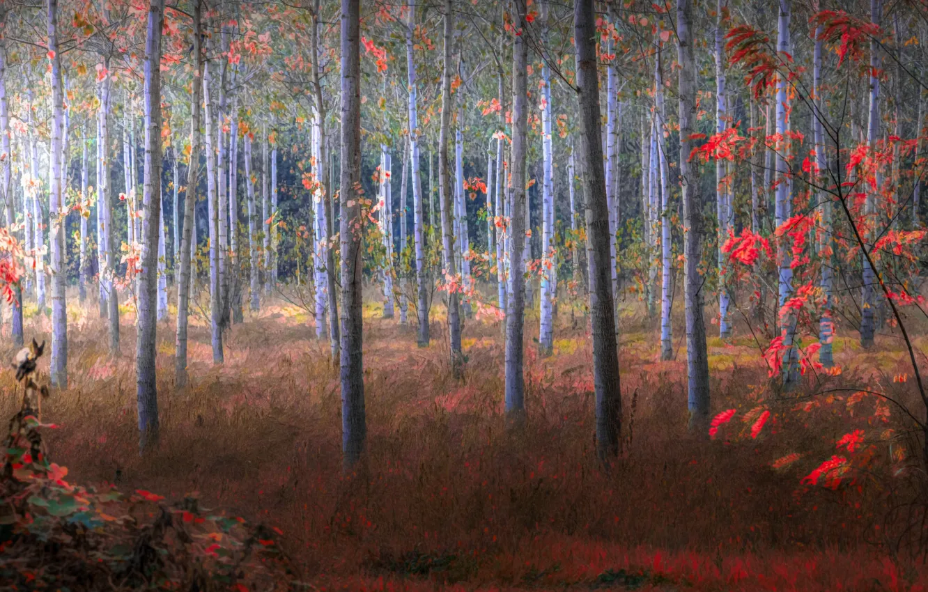 Photo wallpaper Italia, Lombardia, Pavia, Poplar grove