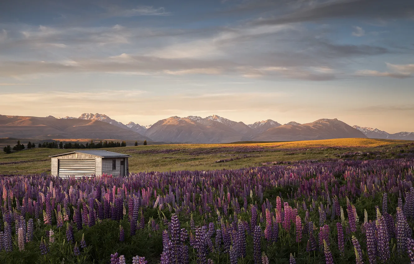Photo wallpaper field, summer, the sky, clouds, flowers, mountains, fog, view