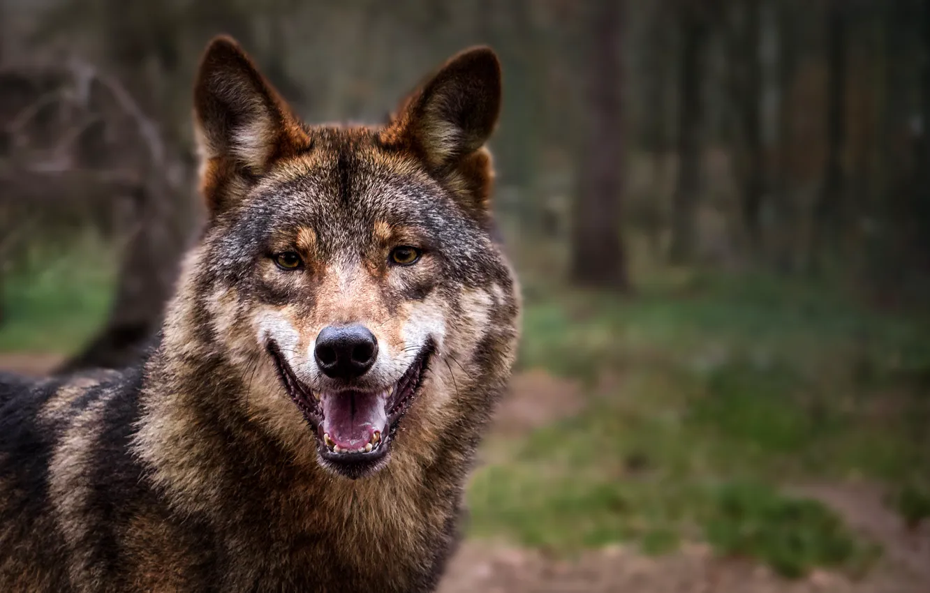 Photo wallpaper forest, nature, wolf, predator