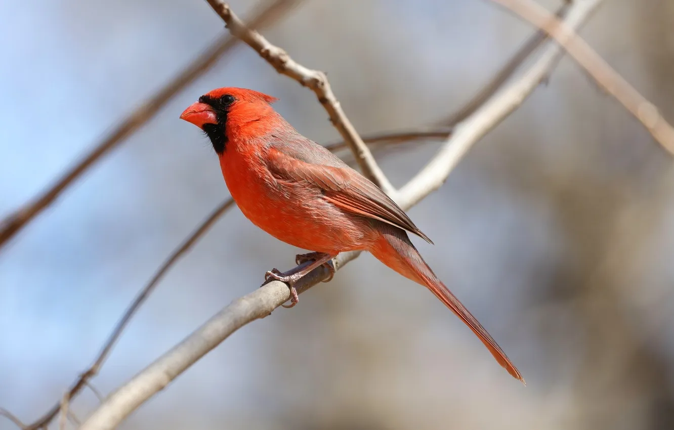 Photo wallpaper branches, bird, beautiful, bright color