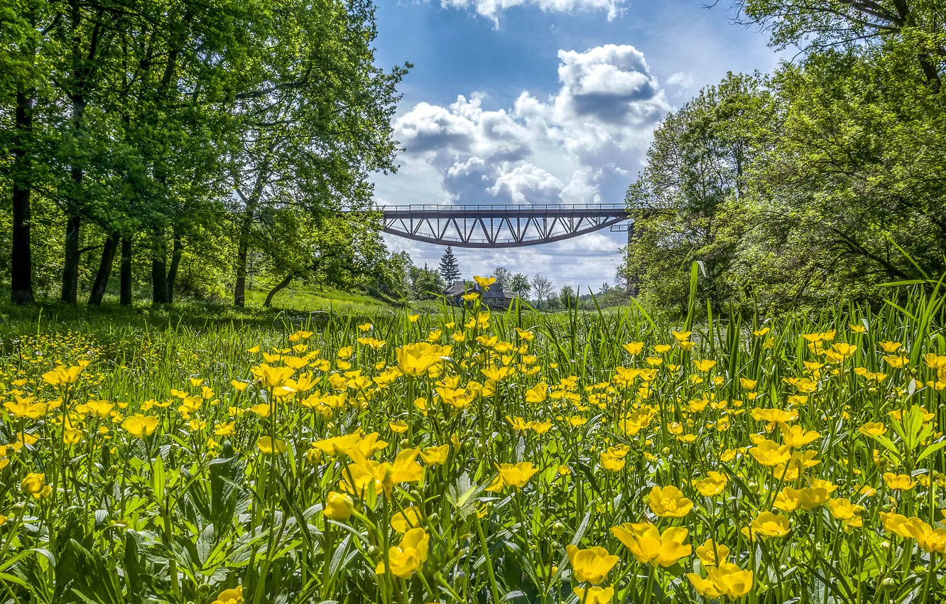 Photo wallpaper the sky, the sun, clouds, trees, flowers, yellow, bridge, Ukraine
