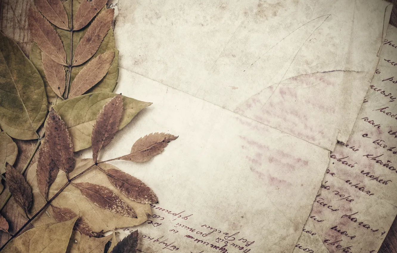 Photo wallpaper paper, line, vintage, vintage, dry leaves