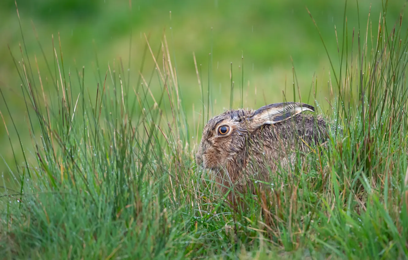 Photo wallpaper grass, look, nature, grey, hare, profile, ears, cowardy custard