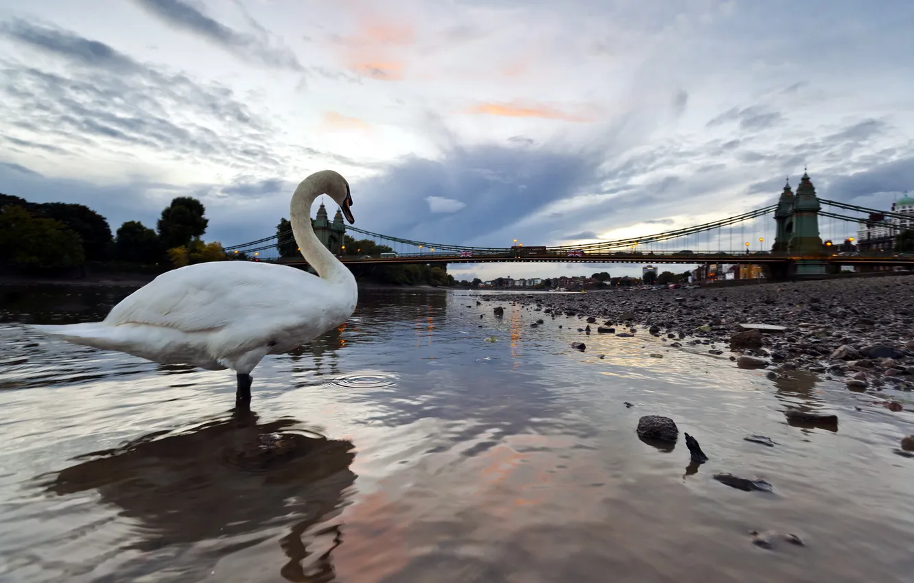 Photo wallpaper bridge, river, swans, London, Hammersmith