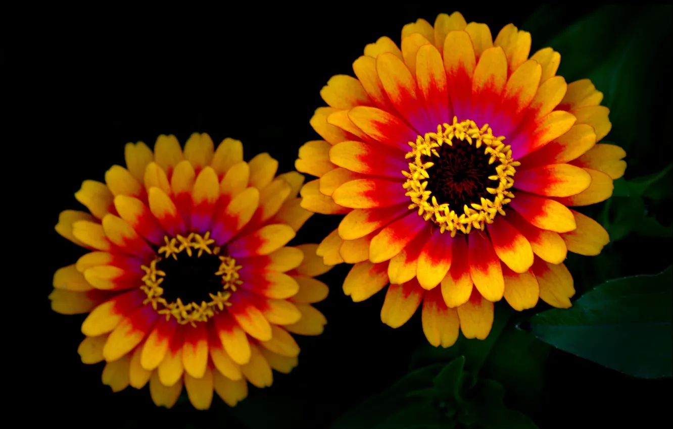 Photo wallpaper nature, background, petals, pair