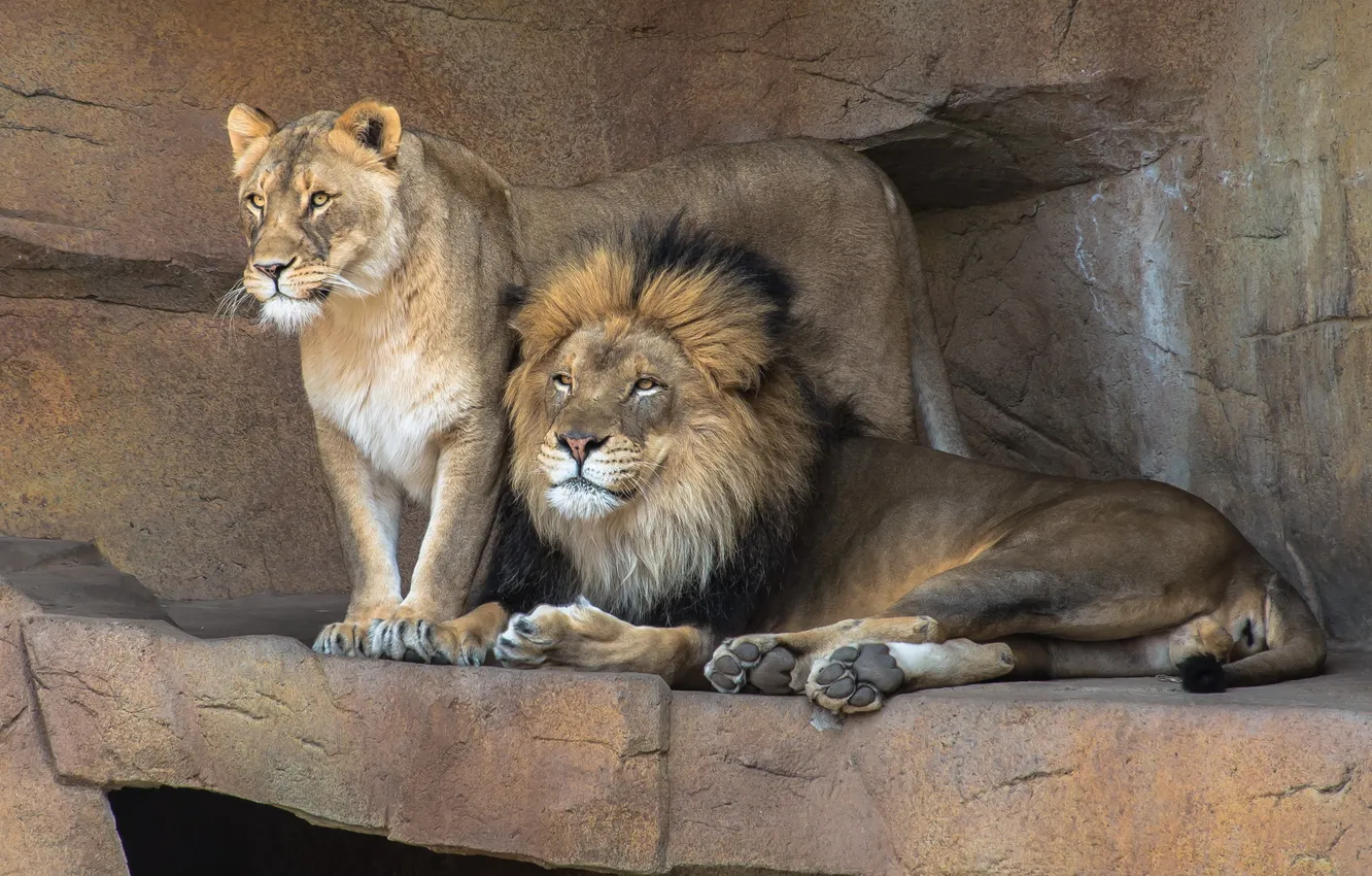 Photo wallpaper nature, background, Leo