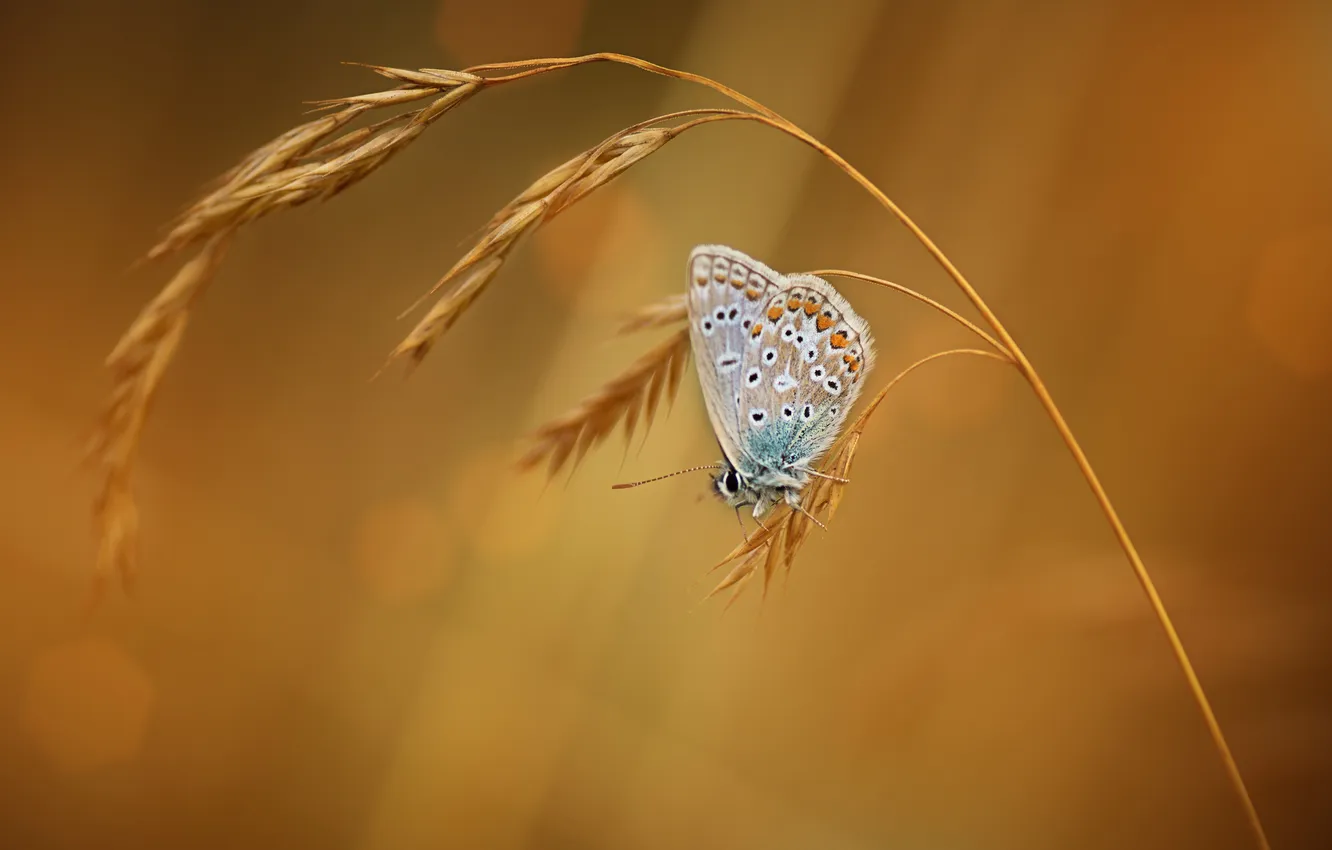 Photo wallpaper macro, background, butterfly, spikelets, insect