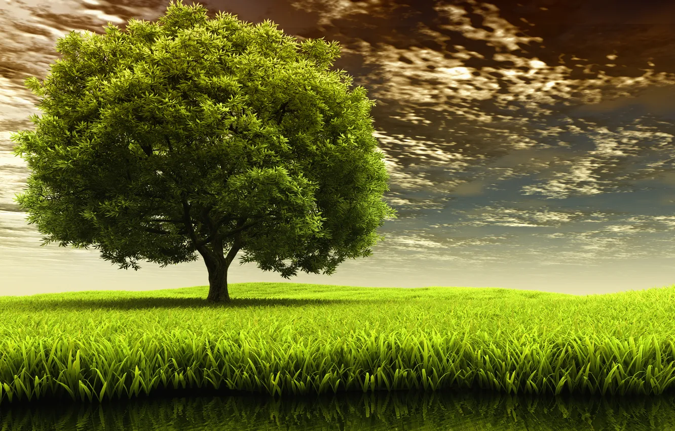 Photo wallpaper field, nature, tree, weed