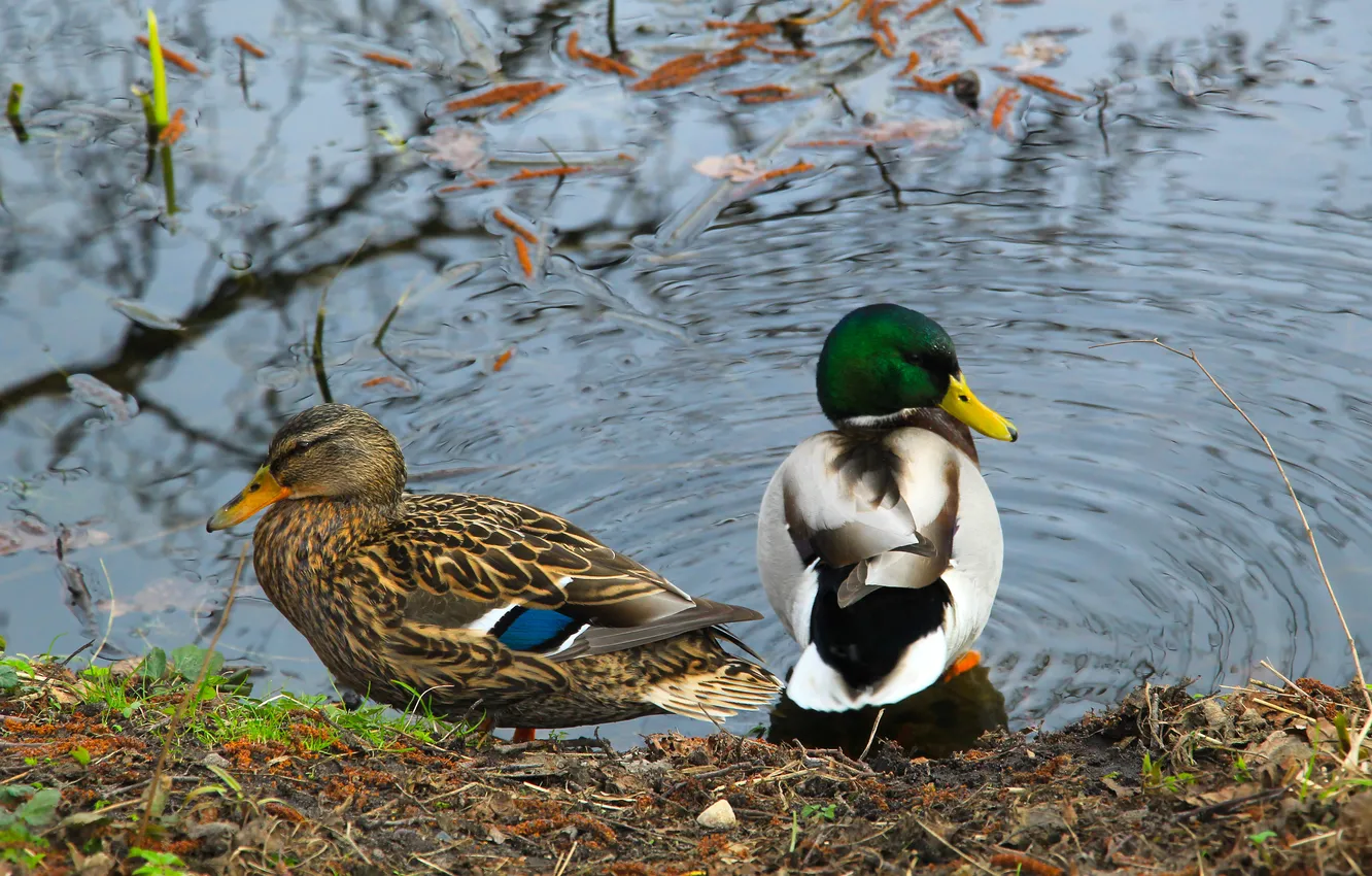 Photo wallpaper bird, water, ducks