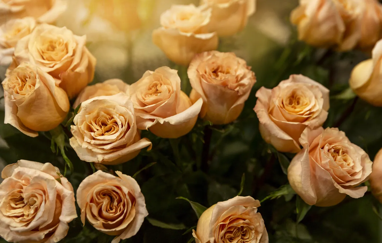 Photo wallpaper roses, bouquet, buds, tea