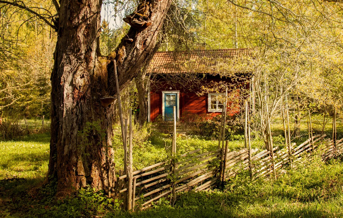Photo wallpaper forest, summer, light, trees, branches, comfort, mood, thickets