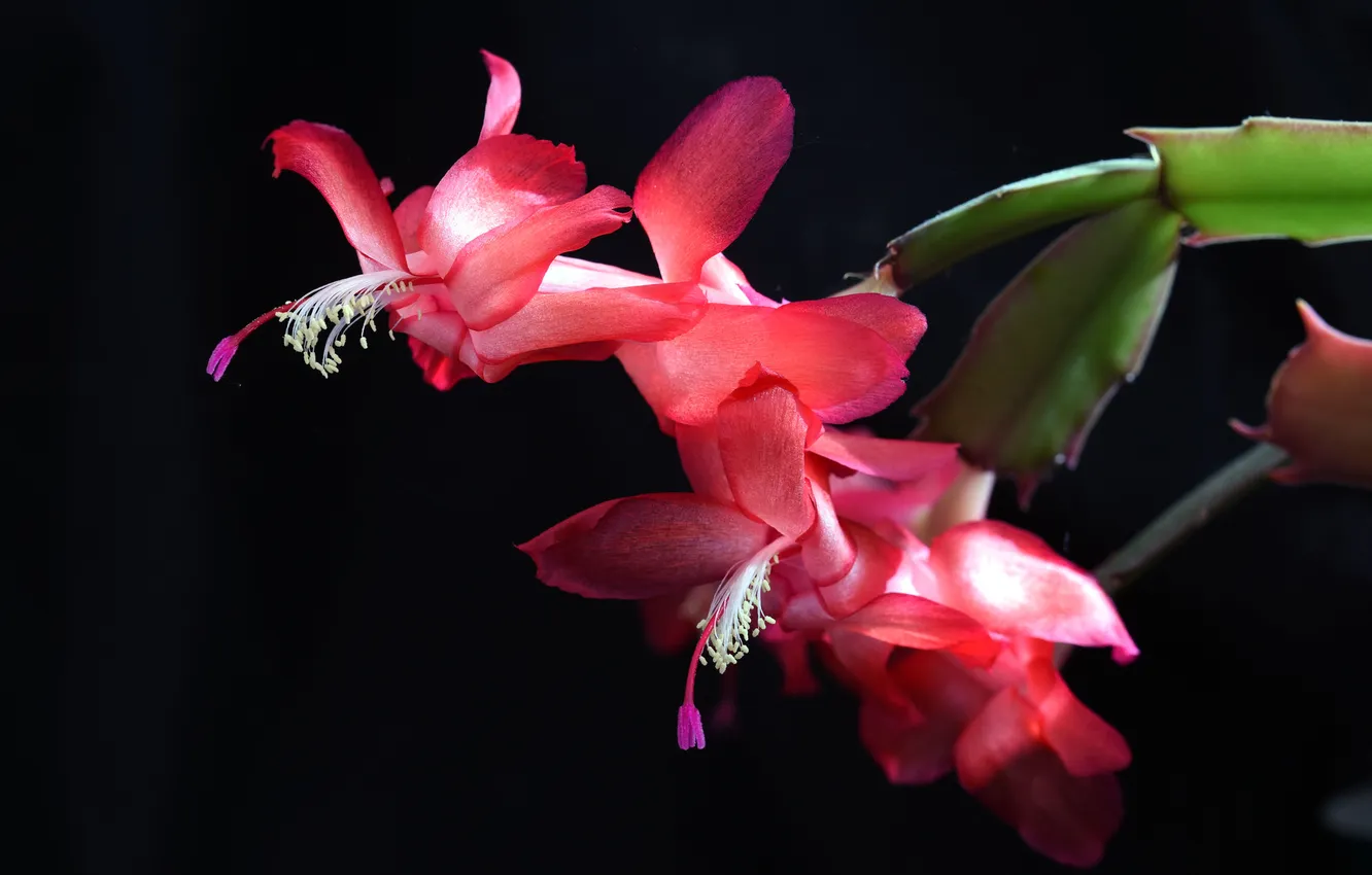 Photo wallpaper cactus, flowering, pink flowers