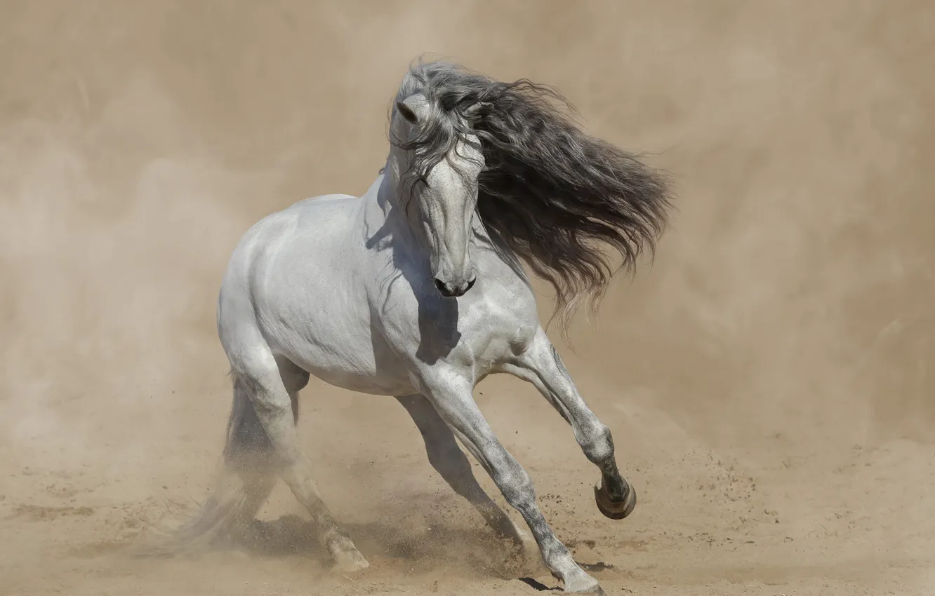 Photo wallpaper pose, horse, horse, dust, mane, haze, hooves, horse