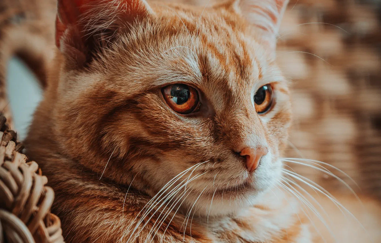 Photo wallpaper cat, cat, look, face, portrait, red, bokeh
