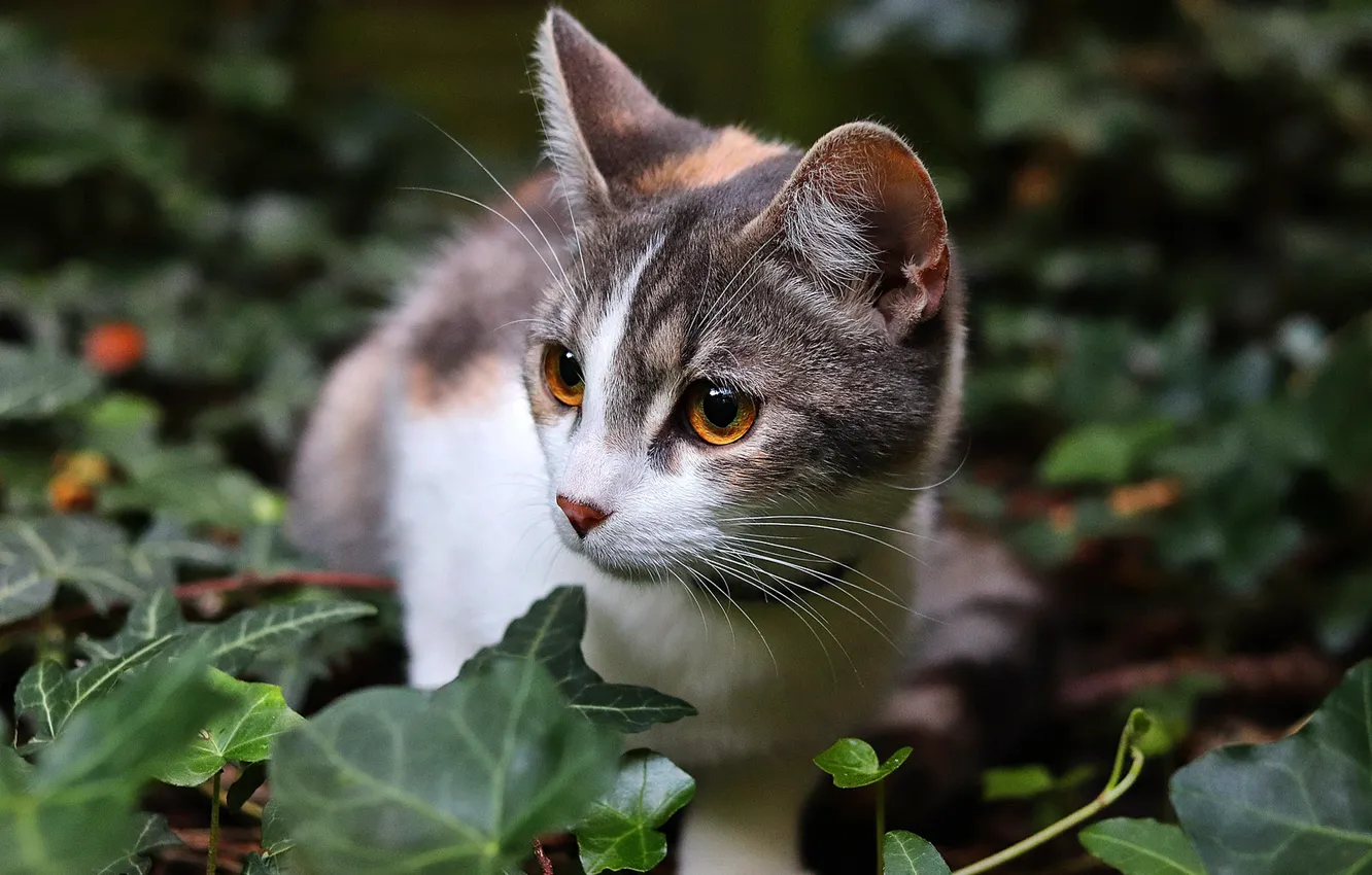 Photo wallpaper cat, cat, look, face, leaves, nature, portrait, yellow eyes
