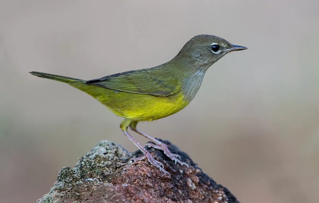Photo wallpaper bird, beak, tail, bushy masked singer