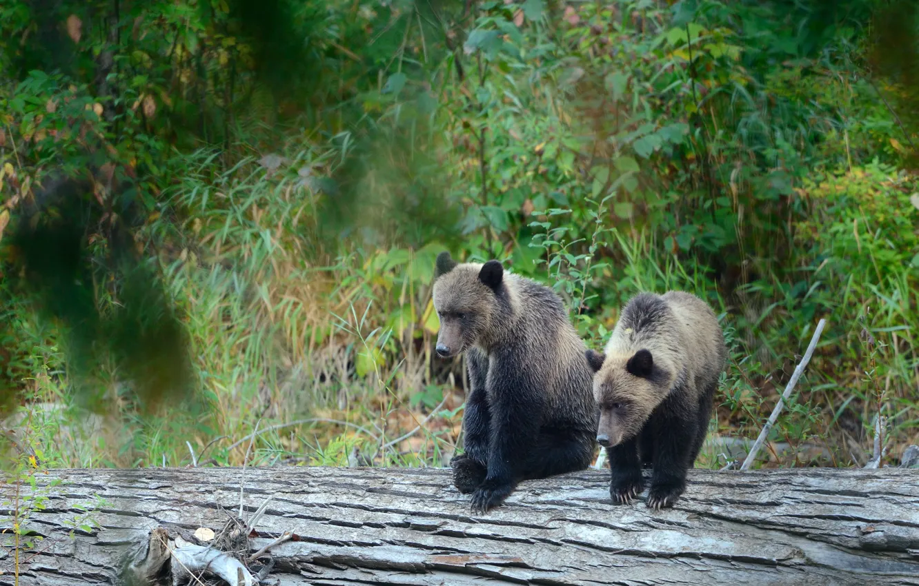 Photo wallpaper greens, forest, branches, pose, thickets, foliage, bear, bear
