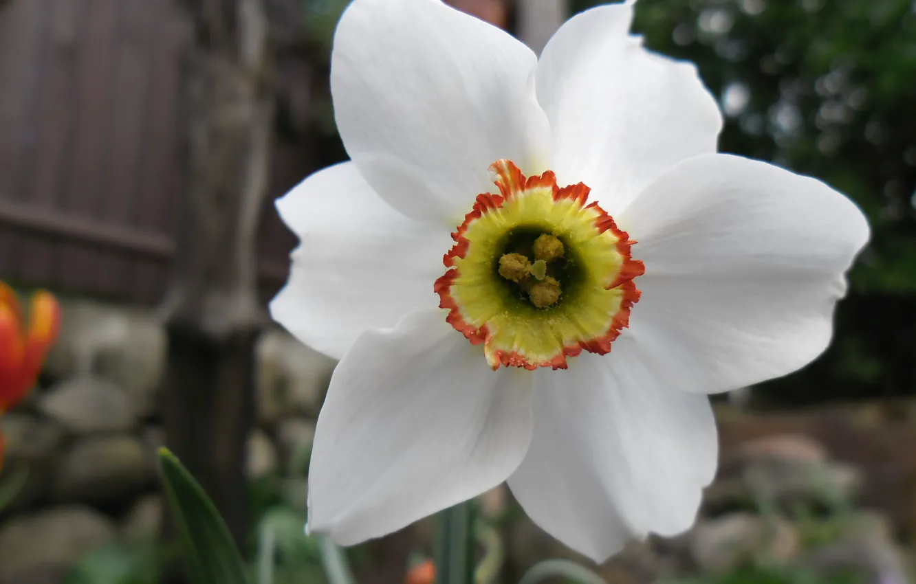 Photo wallpaper white, summer, the sun, flowers, daffodils