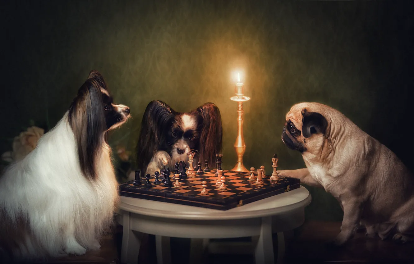 Photo wallpaper dogs, chess, candle holder, Pug, Papillon, Natalia Ponikarova, english club