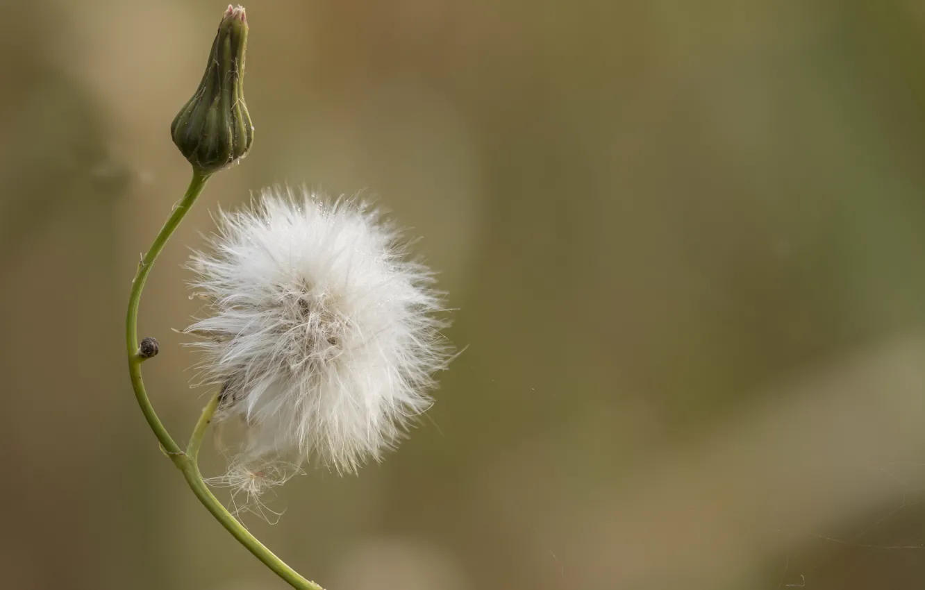 Photo wallpaper nature, background, dandelion