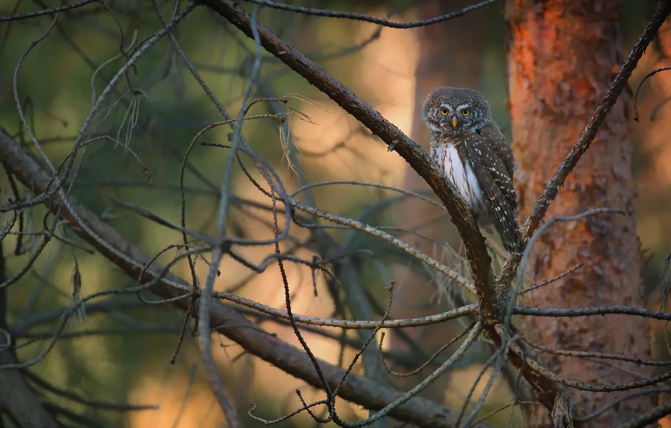 Photo wallpaper trees, branches, nature, owl, bird