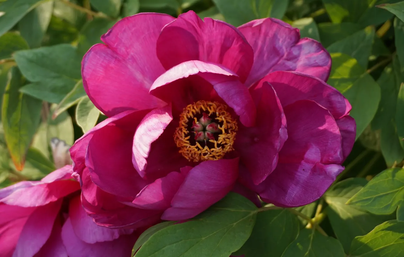 Photo wallpaper flowers, pink, peonies