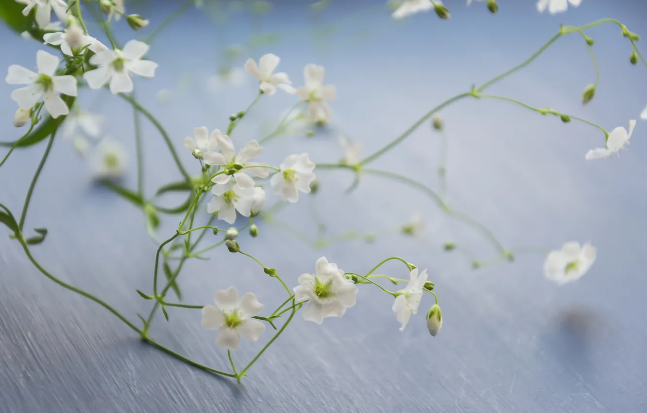 Photo wallpaper flowers, branches, background